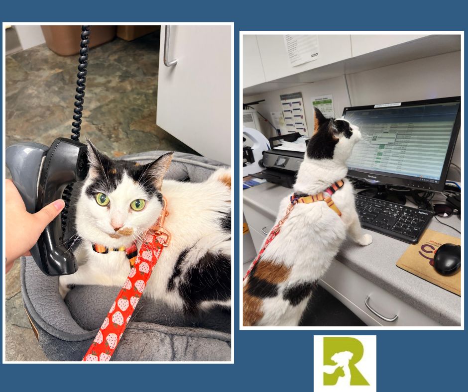 Frequently Asked Questions for Veterinarians