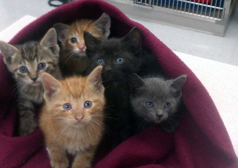 Carousel Slide 2: Kittens