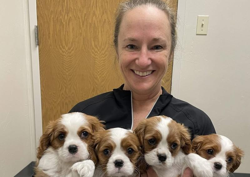 Carousel Slide 4: Kittens